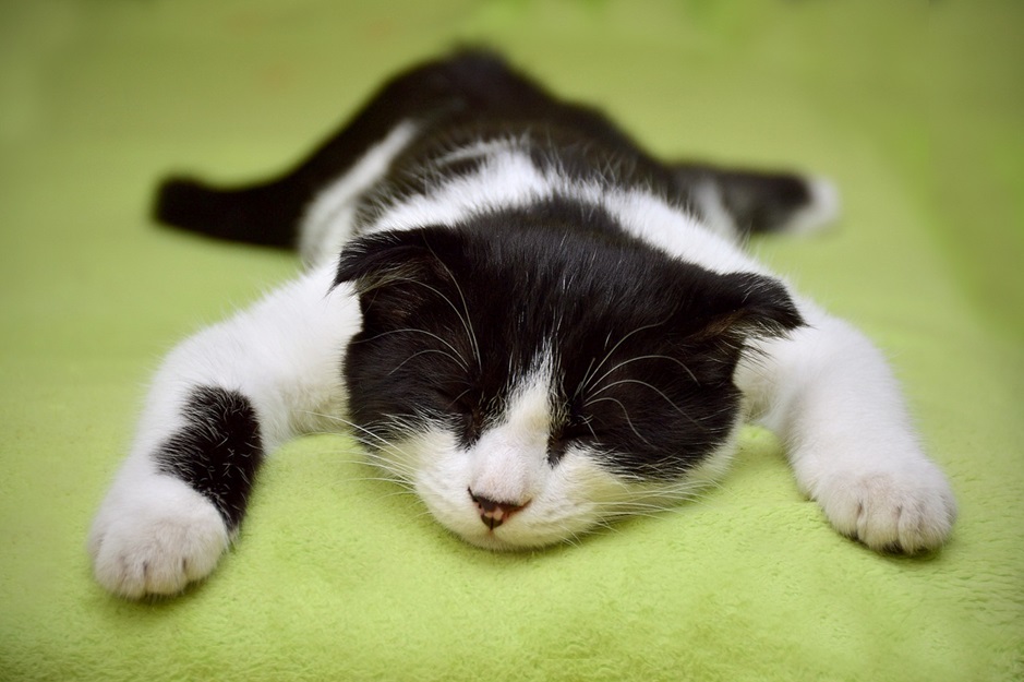 American curl2