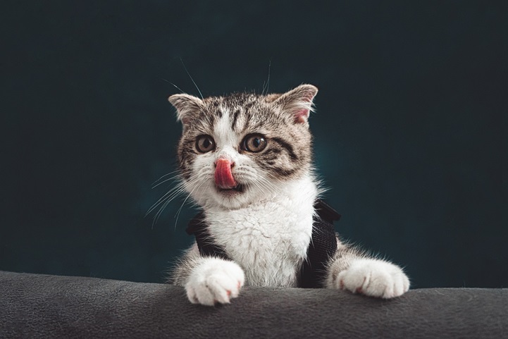American curl3