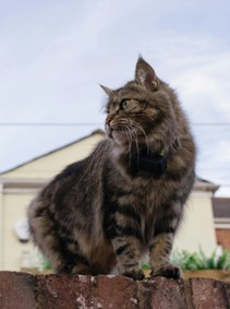 Manx1