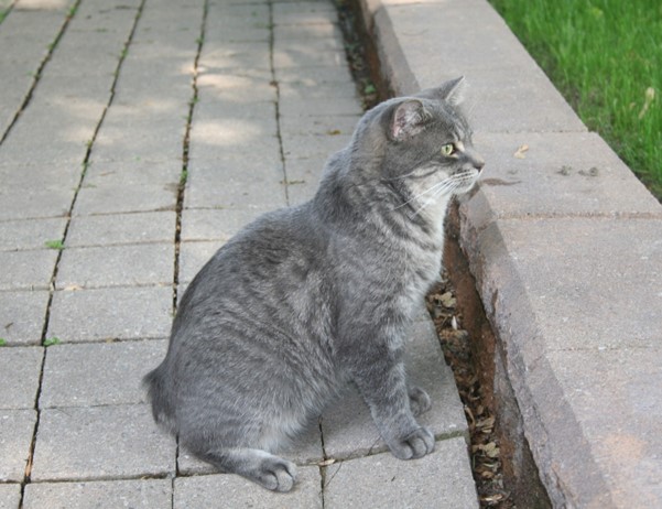 Manx2