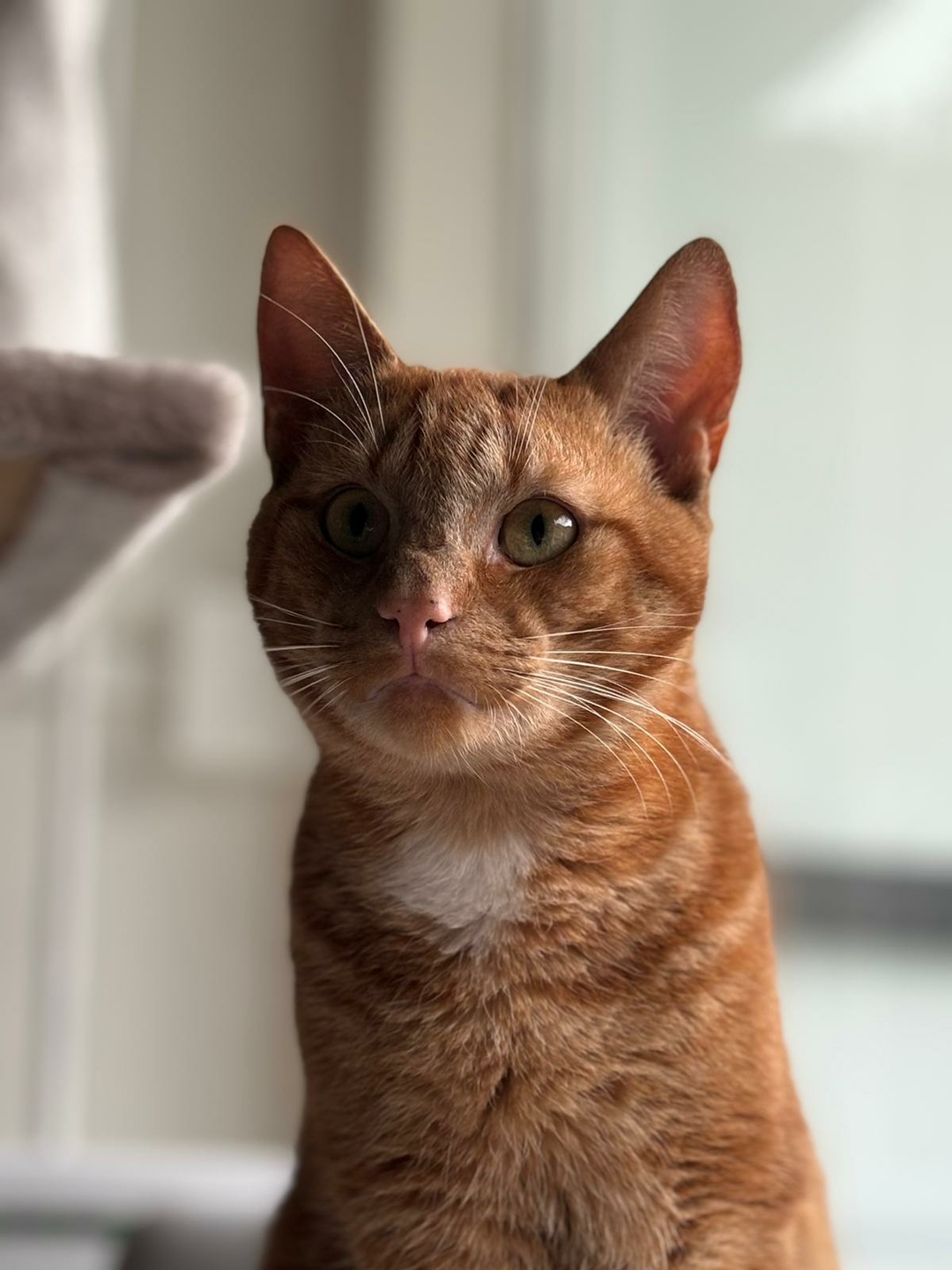 rodekatten