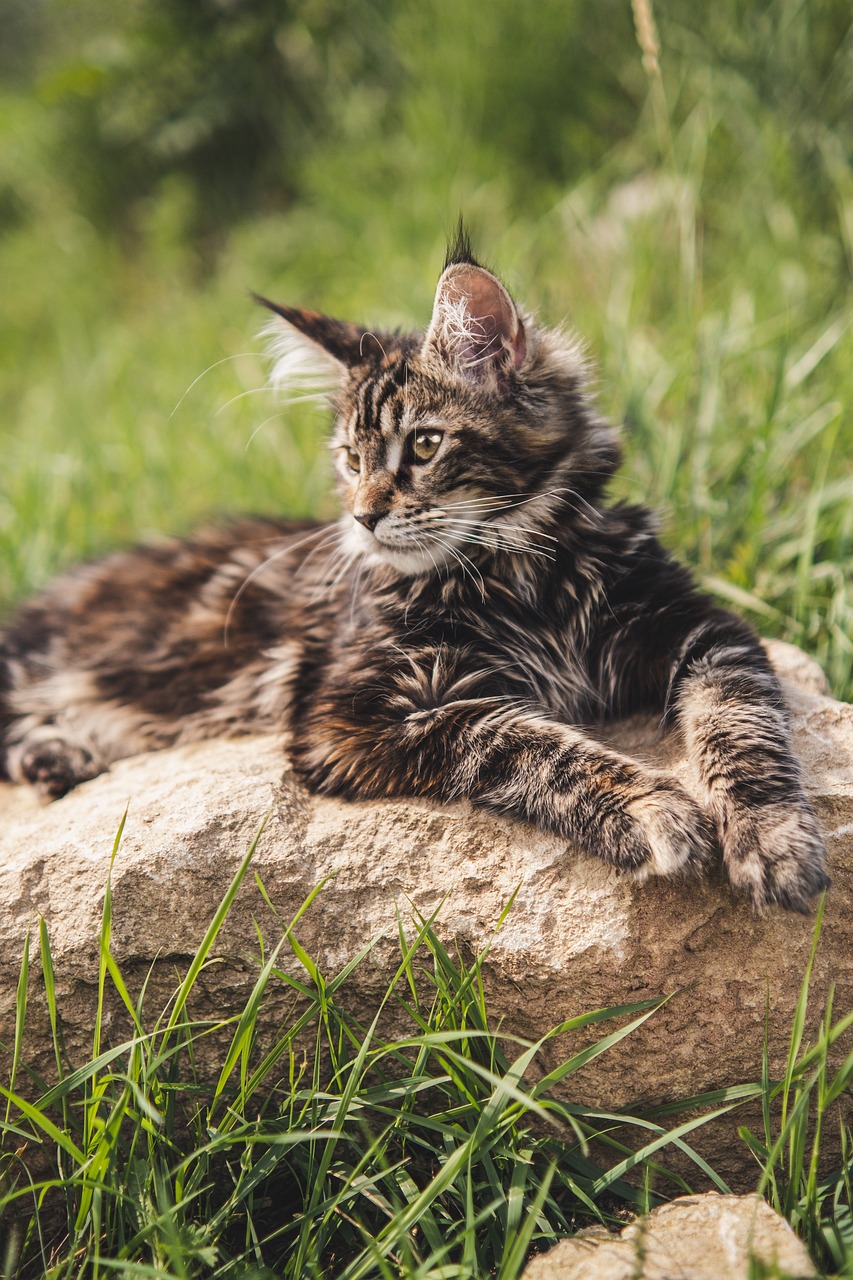 MaineCoon1