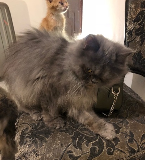 perzische poes adoptie pers