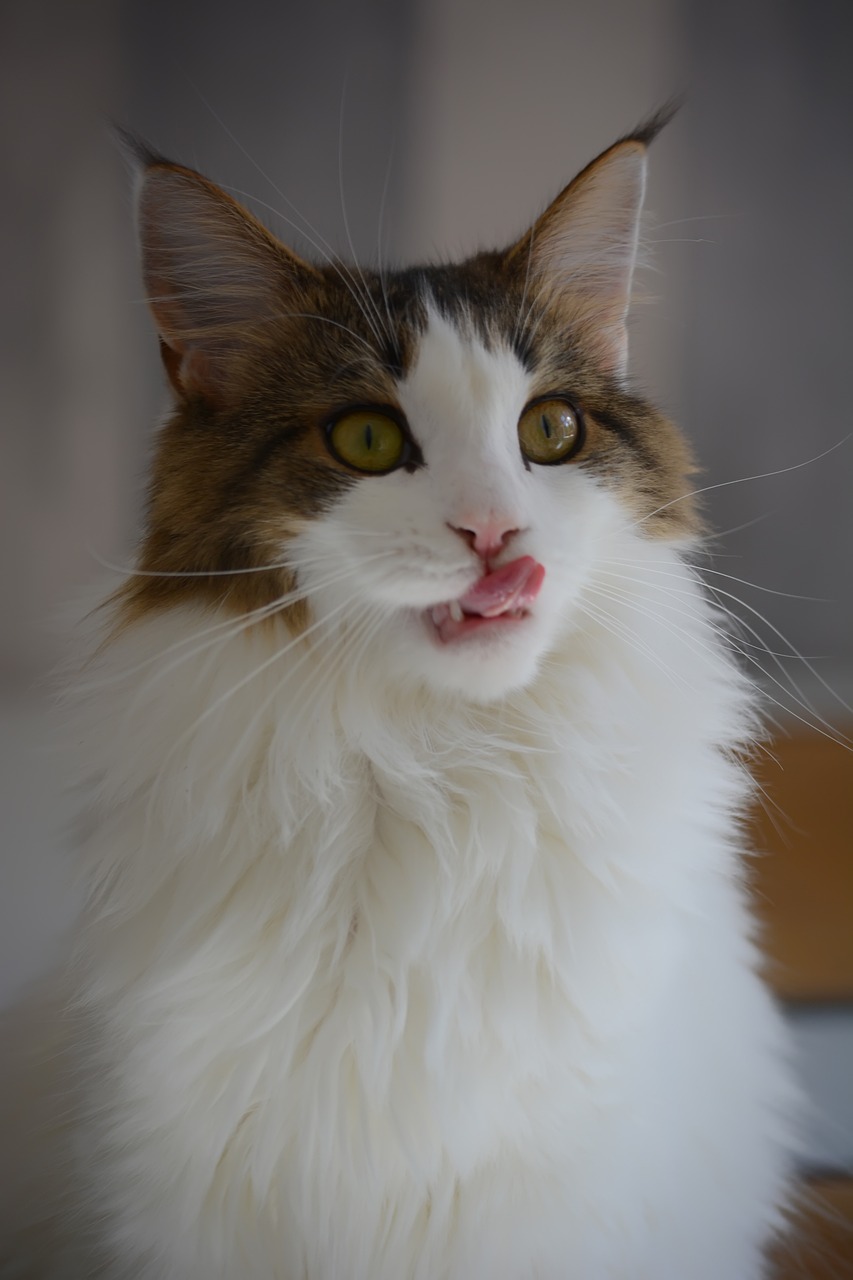 MaineCoon2