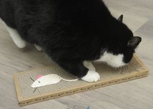 Krabmat kat karton