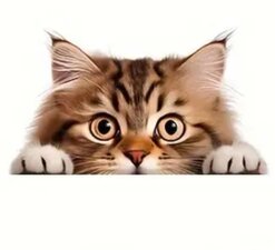Raamsticker glurende kat 'Nicky
